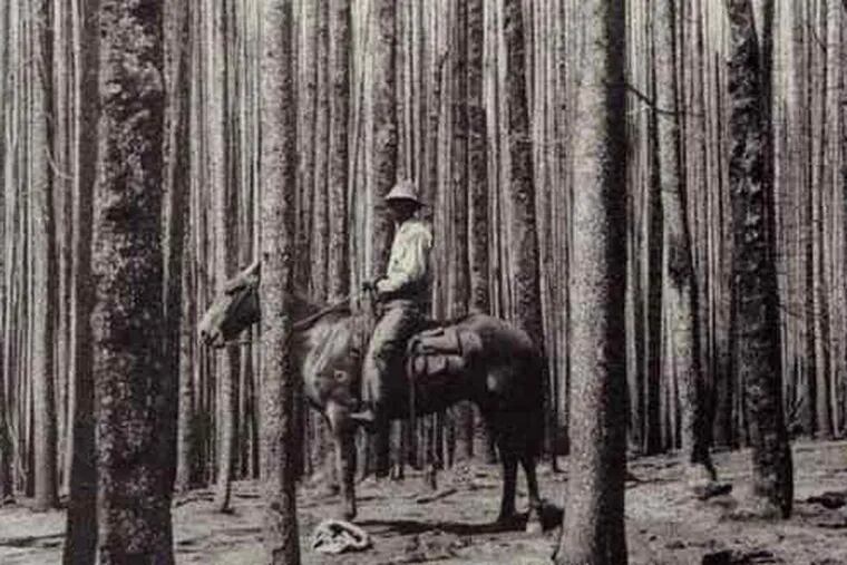 A ranger patrols a forest charred in the Big Burn of 1910, which burned three million acres and took 10,000 firefighters to stop.