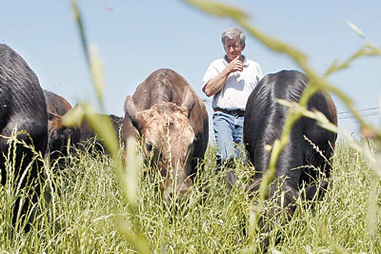 Cows graze in natural fields planted with seasonal grasses at Larry Herr's Lancaster area farm. (Bonnie Weller/Inquirer)