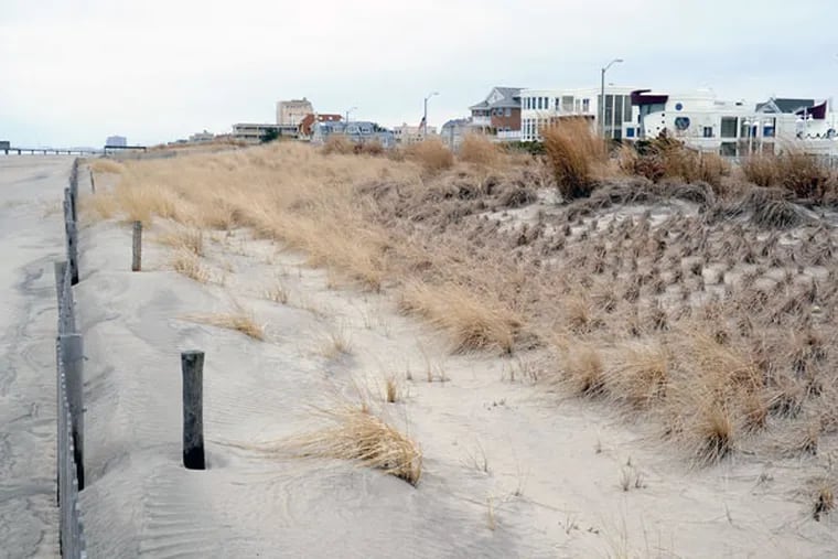 The Ventnor beach, with its small dunes, near Oxford Avenue on January
14, 2015. ( CLEM MURRAY / Staff Photographer )