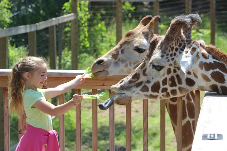 A girl feeds a giraffe at Elmwood Park Zoo.