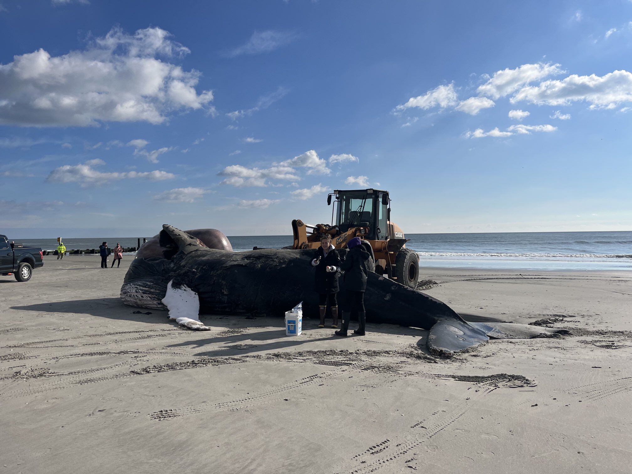 Humpback whale washed up in Atlantic City had a head injury, officials say,  as groups call for wind turbine inquiry