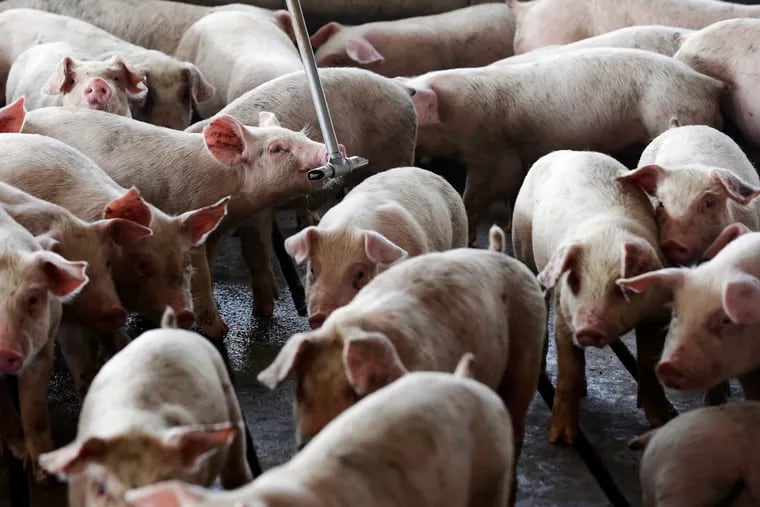 Tariffs imposed by China on pork products could hamper exports from Pennsylvania hog farms.