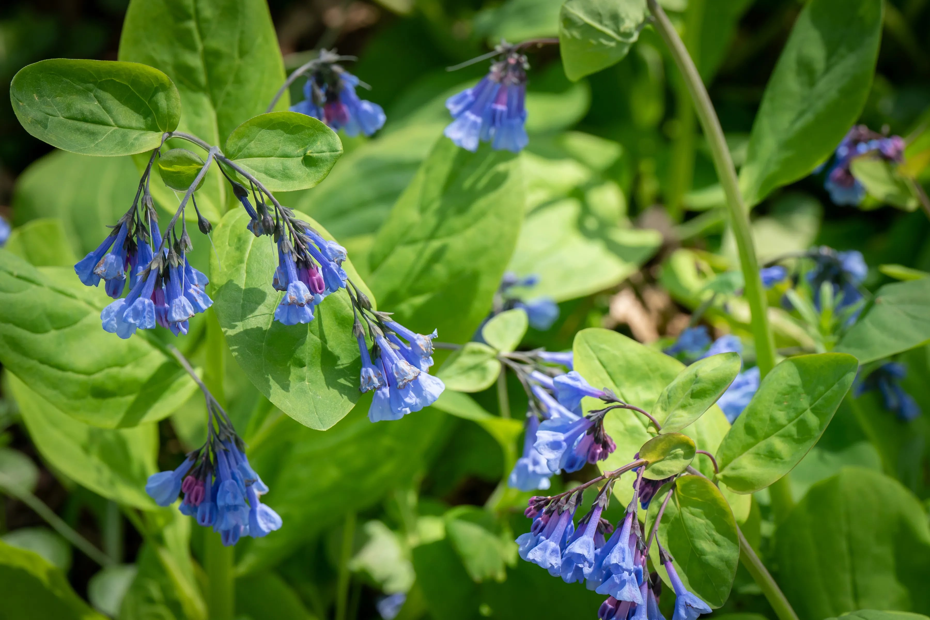 Virginia bluebells, a native plant at Bartram's Garden in Philadelphia, Tuesday, April, 9, 2024.
