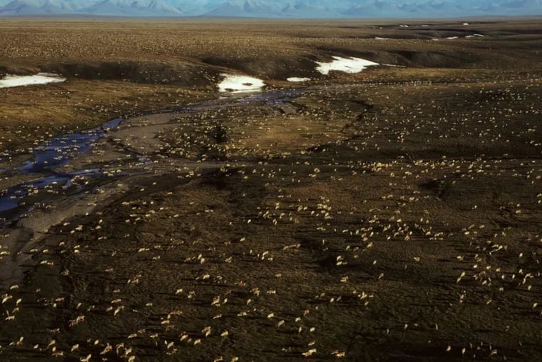 An undated aerial photo shows a herd of caribou in the Arctic National Wildlife Refuge in northeast Alaska.
