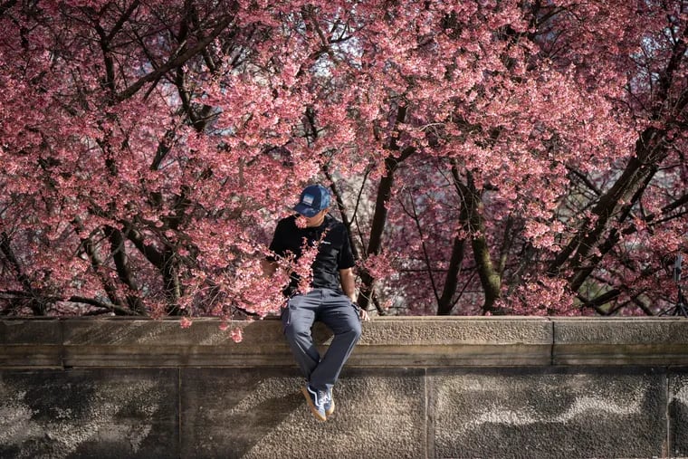 Eugene Docena sits on a wall surrounded by cherry blossom trees, behind the Philadelphia Museum of Art on March 13, 2024.