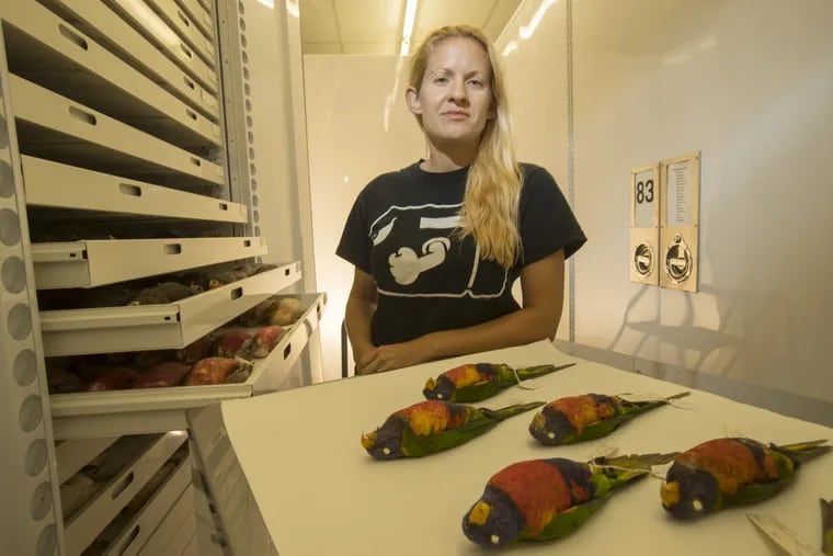 Academy of Natural Sciences chemist Paula Zelanko with some of the specimens of rainbow lorikeets, from the Academy’s collection, that she used to measure carbon and nitrogen stable isostopes in their body feathers.