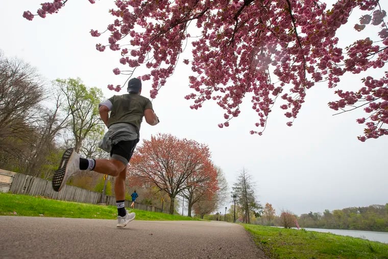 Next to the Schuylkill River, a runner makes his way under blossoming trees along Kelly Drive on Friday as the often-deserted city continues to practice social distancing.