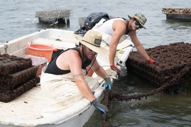 Dakota Curran, left, and his brother Jake raise oyster cages at their oyster farm on July 18, 2023, in Sea Isle City, N.J. Dakota Curran and his brother Bryce and Jake are harvesting fresh oysters from Ludlam Bay in Sea Isle and bringing them to sale at bars.