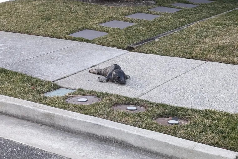 A seal pup was rescued after wandering around Ocean City, N.J.
