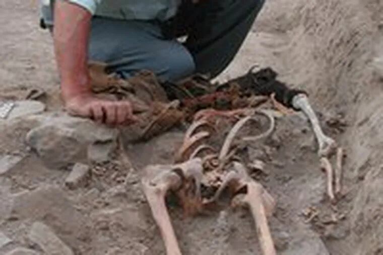 Peruvian archaeologist Guillermo Cock examines the remains of one of 72 Inca who were buried without the usual care.