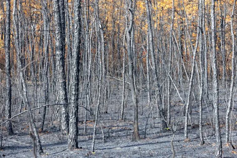 A stand of charred pitch pine trees at Wharton State Forest in Shamong, N.J., on July 8, 2022.  A 13,500-acre blaze raced through the Pinelands last month.