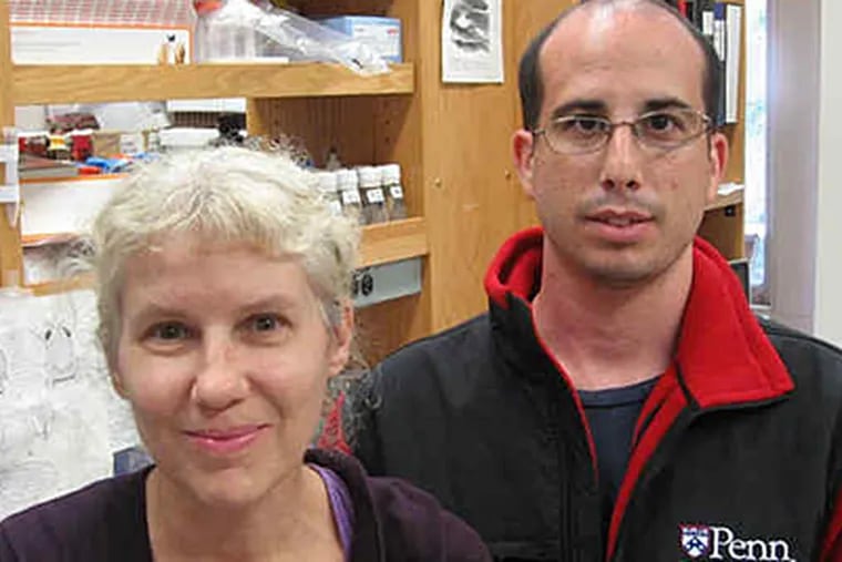 University of Pennsylvania researchers Nancy Bonini and Aaron Gitler discovered a potential genetic factor in ALS.
