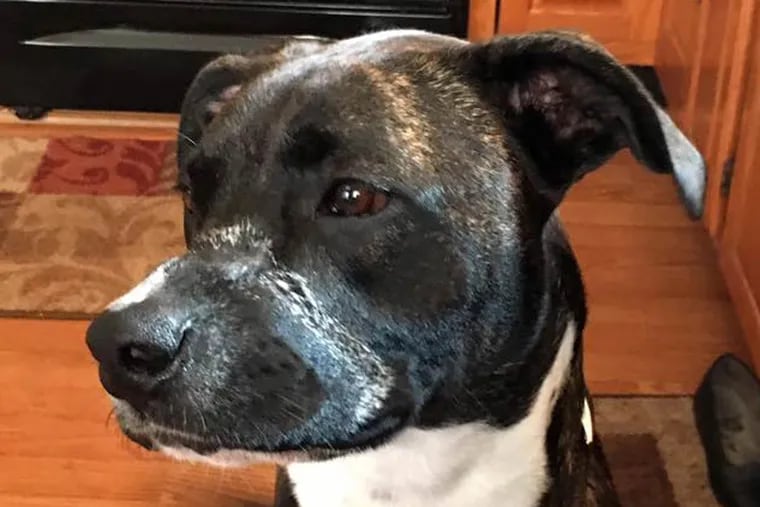 Jake was reunited with his Roxborough owners, but not without a lot of hassle and anxiety.