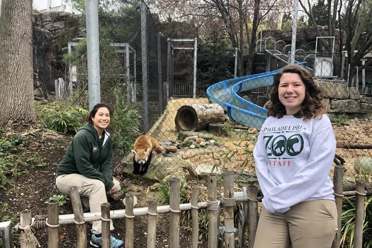 Philadelphia Zoo employees with a red panda on Wednesday.