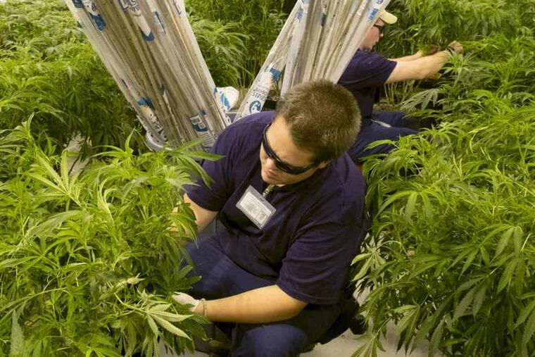 Patients pleased with newest marijuana dispensary