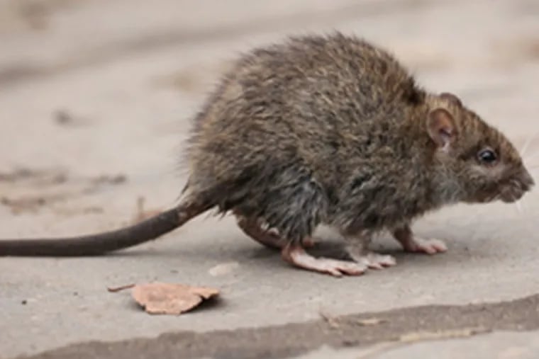 A gray mouse: If you have an infestations, consult Delaware Valley Consumers Checkbook to determine options and get tips.