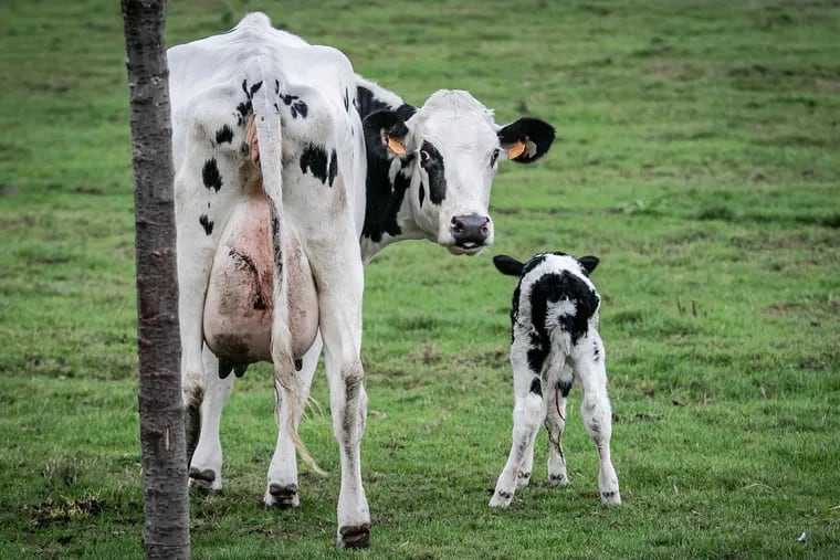 File photo of a cow and her calf in a field.