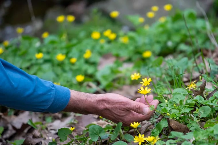Jeff Lynch shows the invasive fig buttercup near the Chanticleer Garden in Wayne on Monday.