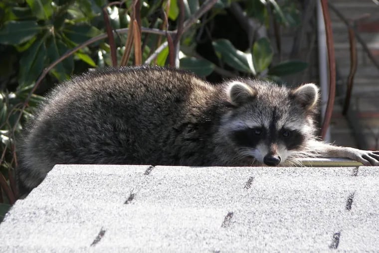 Raccoon spottings have increased in and around Philadelphia since mid-March, when people were forced to remain in their homes due to the coronavirus pandemic.