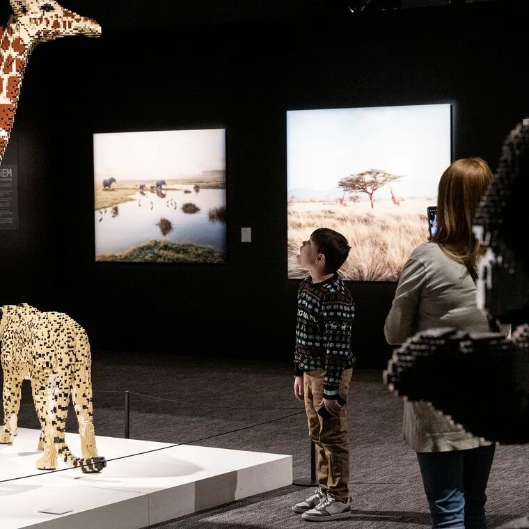 Zack Whilden looks up at a giraffe created by Lego artist Nathan Sawaya on Wednesday during a media preview of "The Art of the Brick" at the Franklin Institute.
