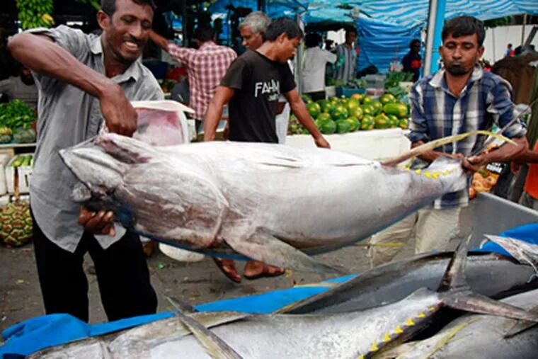 Fishermen loading yellowfin tuna , also called ahi, into a lorry in Male, Maldives. Yellowfin, a small, fast-growing variety of tuna, is commonly used as a tuna steak and can be found in sushi restaurants. This species, and others, are overfished. (SINAN HUSSAIN / Associated Press)