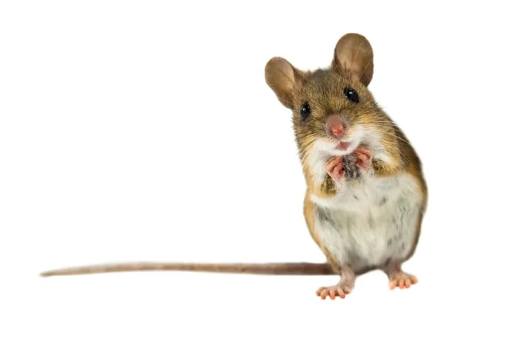 About 85 percent of homes have had a mouse in the last six months.