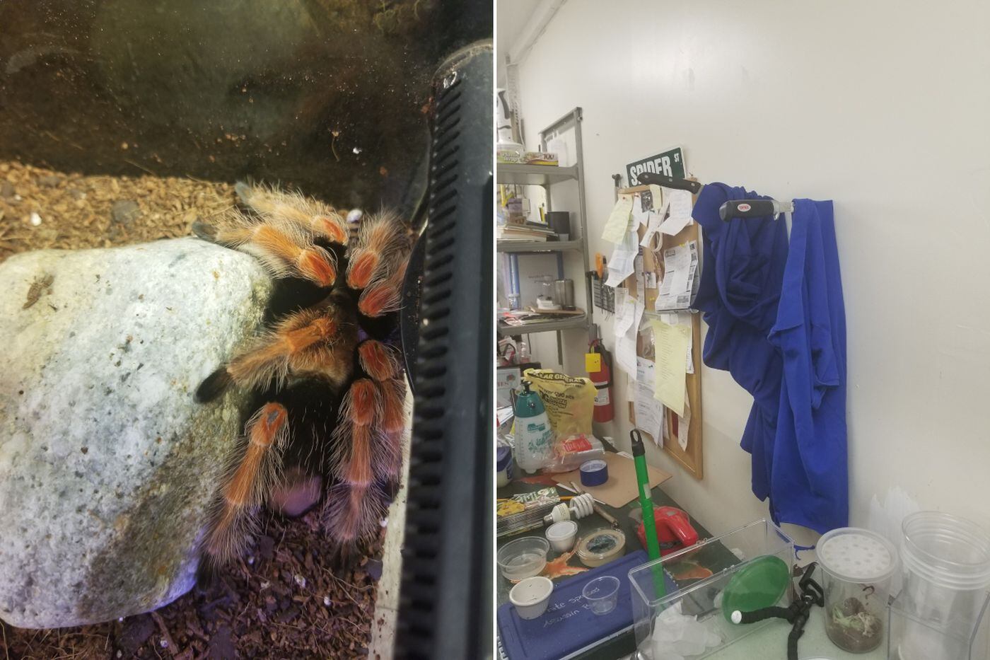 A stolen Mexican fireleg tarantula, left, was returned to the Philadelphia Insectarium and Butterfly Pavilion. Thousands of other critters remain missing, believed to have been taken by former employees who hung their coats on knives thrust into a wall, right.