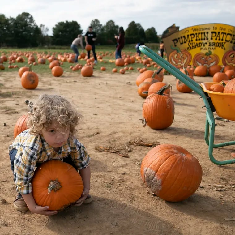 Jude MacDonald, 3, of Cape May, NJ, attempt to pick up a large pumpkin at Shady Brook Farm in Yardley, Pa. The farm offers pumpkin picking, a corn maze, and wagon rides among other activities and entertainment.