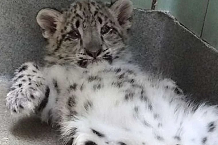 One of the snow leopard cubs. The cubs, Kimti and Dian, had upper eyelid abnormalities that required surgery. (Philadelphia Zoo)