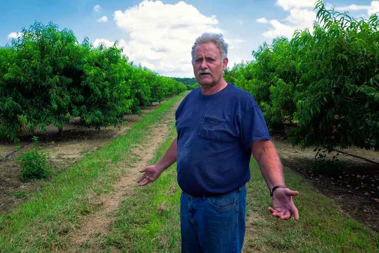 Santo John Maccherone, chairman of New Jersey Peach Promotion Council, said: “There are guys who got hurt really bad, and have next to nothing. Others may have 90 percent of what they normally have.”