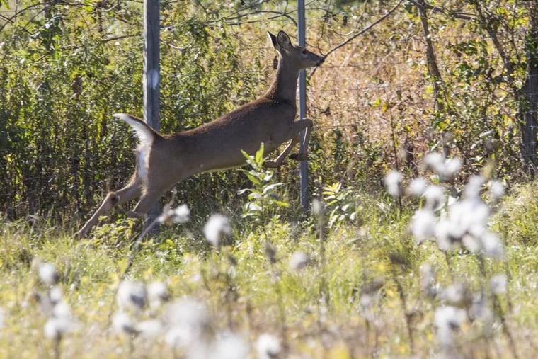 A white-tailed deer in Landisburg, Perry County, last October.