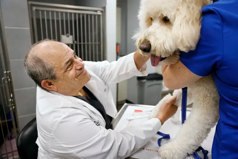 Veterinarian Michael Weiss D.V.M. smiles at “Gatsby” before taking a blood sample from the Golden Doodle at his 2nd Street Animal Hospital, 966 N. 2nd St., in the Northern Liberties section of Philadelphia on July 1, 2021.