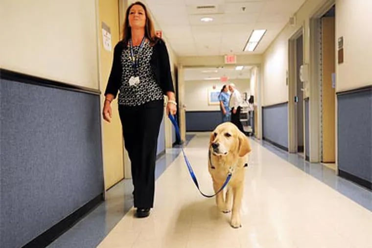 Ford, an 8 year old golden retriever, is the newest member of Magee Rehabilitation Hospital's therapy team. He is their full-time facility dog, and helps patients recover both physically with tasks and by providing warm unconditional love. (SHARON GEKOSKI-KIMMEL / Staff Photographer )