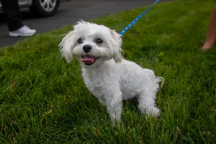 Patricia Smith, 51, of Garfield, N.J., and her husband Scott Smith, 53, of West Paterson, N.J., bought Chase, a 15 month old Maltese puppy from Middletown, N.J., at Breeders Club of America last year without knowing they had leased Chase and could lose him. The two wanted another dog after they had lost there previous dog Spencer, a 15-year-old Bichon, who died from a brain tumor. "Compared to my other dog, way more loveable," Patricia said. Chase is cuddle friendly puppy and quite the barker, but loved by his parents.