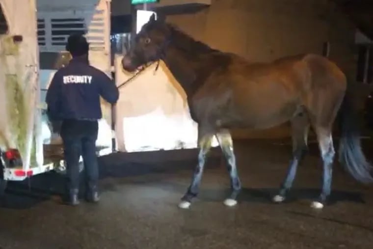 This screen grab from a Citizen video shows "Cowboy Ace" Aaron Moore loading his horse, Harley, in his trailer after a romp in Philly's river wards.
