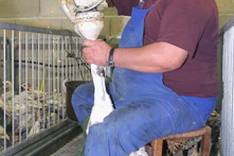 A farmer force-feeds grain to a duck in Montoulieu, France, part of the process of fattening its liver for foie gras. Research finding abnormal proteins in the liver of such fowl provides no direct evidenceof danger to people. But researchers do suggest that people with rheumatoid arthritis and some other diseases avoid eating foie gras.