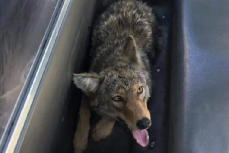 Police in Philadelphia say they caught a coyote in the Northeast section of the city.