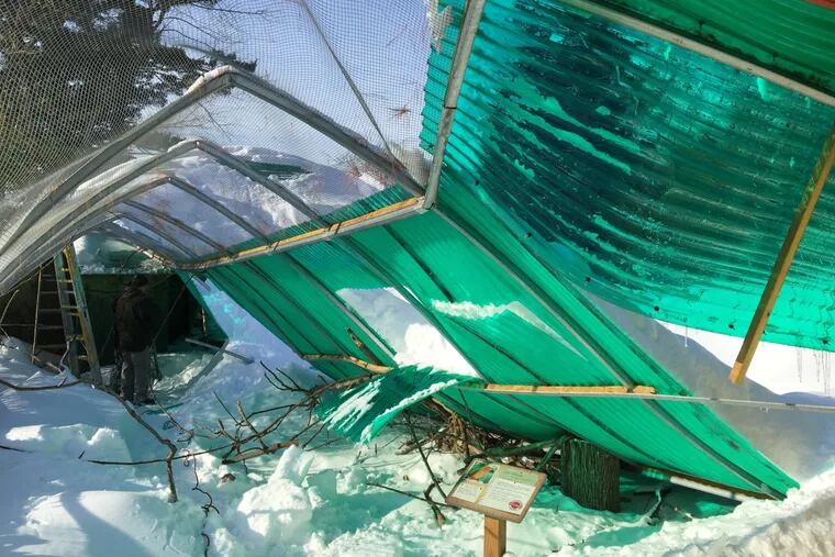 The Birds of Paradise exhibit at Elmwood Park Zoo in Norristown collapsed under heavy snow Saturday.  (Credit: Elmwood Park Zoo)