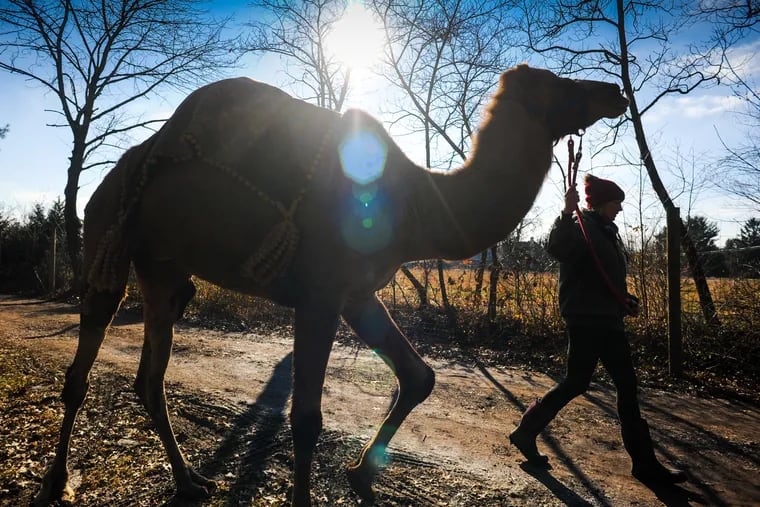 Megan Hudock walks Einstein, a dromedary camel, through the a farm in Perkasie, Bucks County.