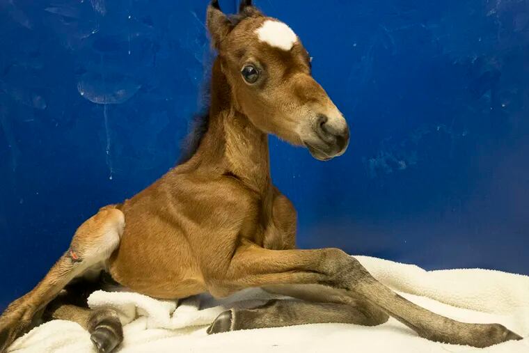 Tamara Rose at two weeks. The horse was born six weeks early and at one-third of normal birth weight.