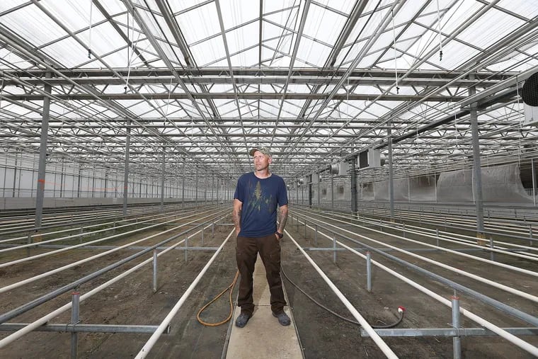 Cannabis growers prepare to open a 135,000-square-foot cultivation center inside a high-tech greenhouse that once nurtured a sea of orchids in Sewell, N.J. Phillip Hague, director of cultivation, points out the bones of an operation which could become the largest on the East Coast next year.