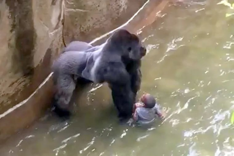 A young boy was dragged through the water by a silverback gorilla after falling into the gorilla enclosure at the Cincinnati Zoo on May 28, 2016.