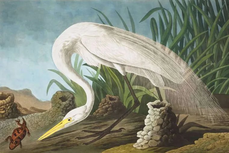 John James Audubon’s “White Heron” (1837), at Ursinus College’s Berman Museum of Art