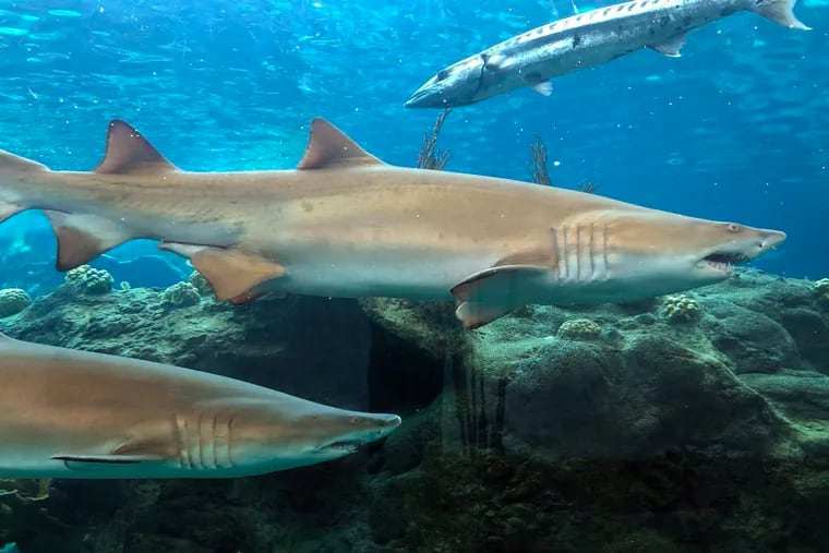 Sand Tiger sharks and a barracuda swim in a tank at the Florida Aquarium on August 22, 2019, at Apollo Beach, Florida.