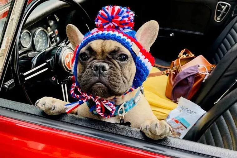 Wilbur, a 6-month-old French bulldog, was named the mayor of Rabbit Hash, Ky., last week. The town tradition of electing an animal to represent the community started in 1998.