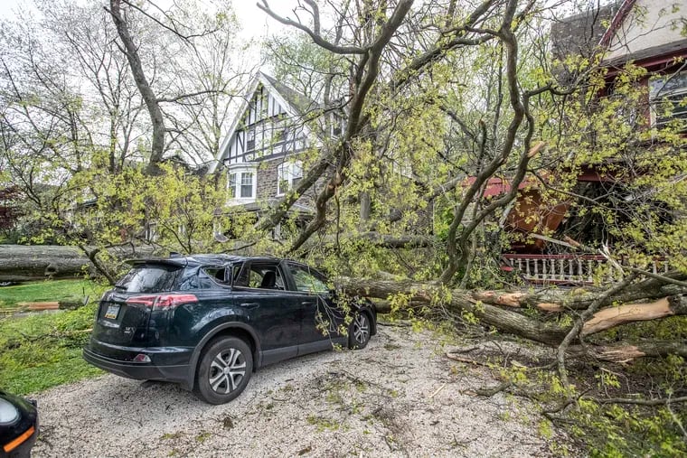 A very large tree on the 6600 block of Lincoln Drive was uprooted by high winds and damaged a home and a car on Thursday.
