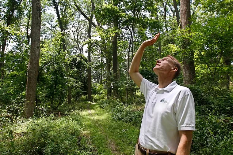 David Steckel, senior stewardship planner at the Natural Lands Trust, examines trees for evidence of the emerald ash borer. (MICHAEL BRYANT / Staff Photographer)