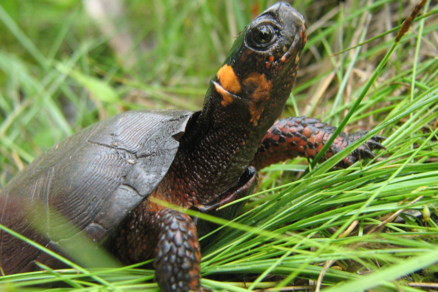 N J Gets Its First State Reptile A Tiny Elusive Turtle
