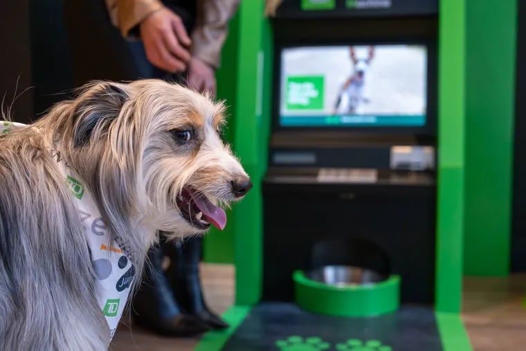 Wall-E, a dog of TD Bank employee Jen Mannon, gets ready to try out the new treat-dispensing ATM.