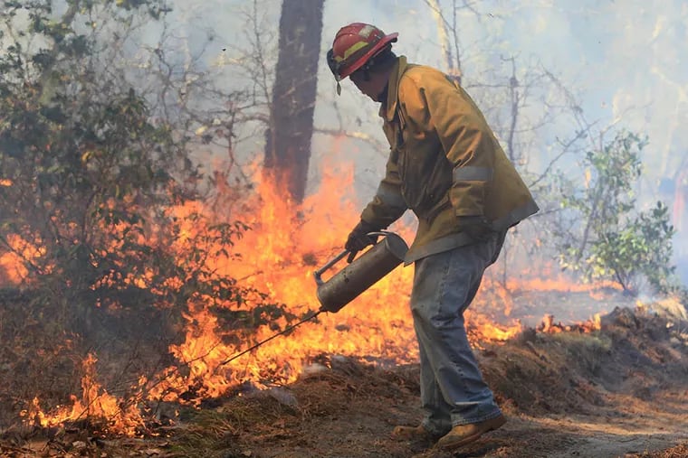 In this 2014 file photo, a firefighter sets an area on fire in Wharton State Forest in a prescribed burn to reduce the brush, leaves and pine needles that fuel massive blazes. Backfires were being set there Sunday in an effort to contain a fire that had consumed 100 acres in Burlington County.